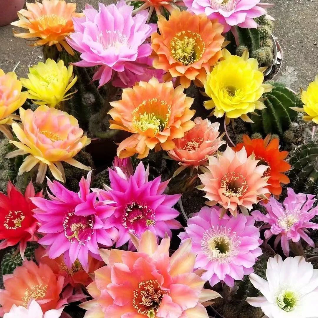 大花彩草仙人球席克氏彩草进口仙人球多肉植物绿植盆栽吸甲醛花卉