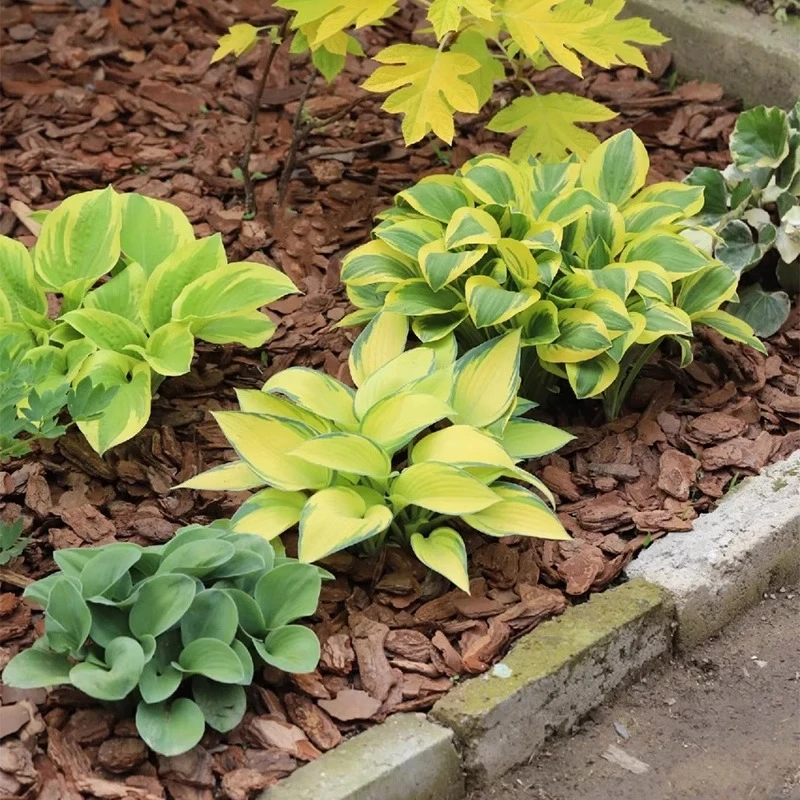 【玉簪】大苗花园庭院耐阴耐寒彩色观叶植物