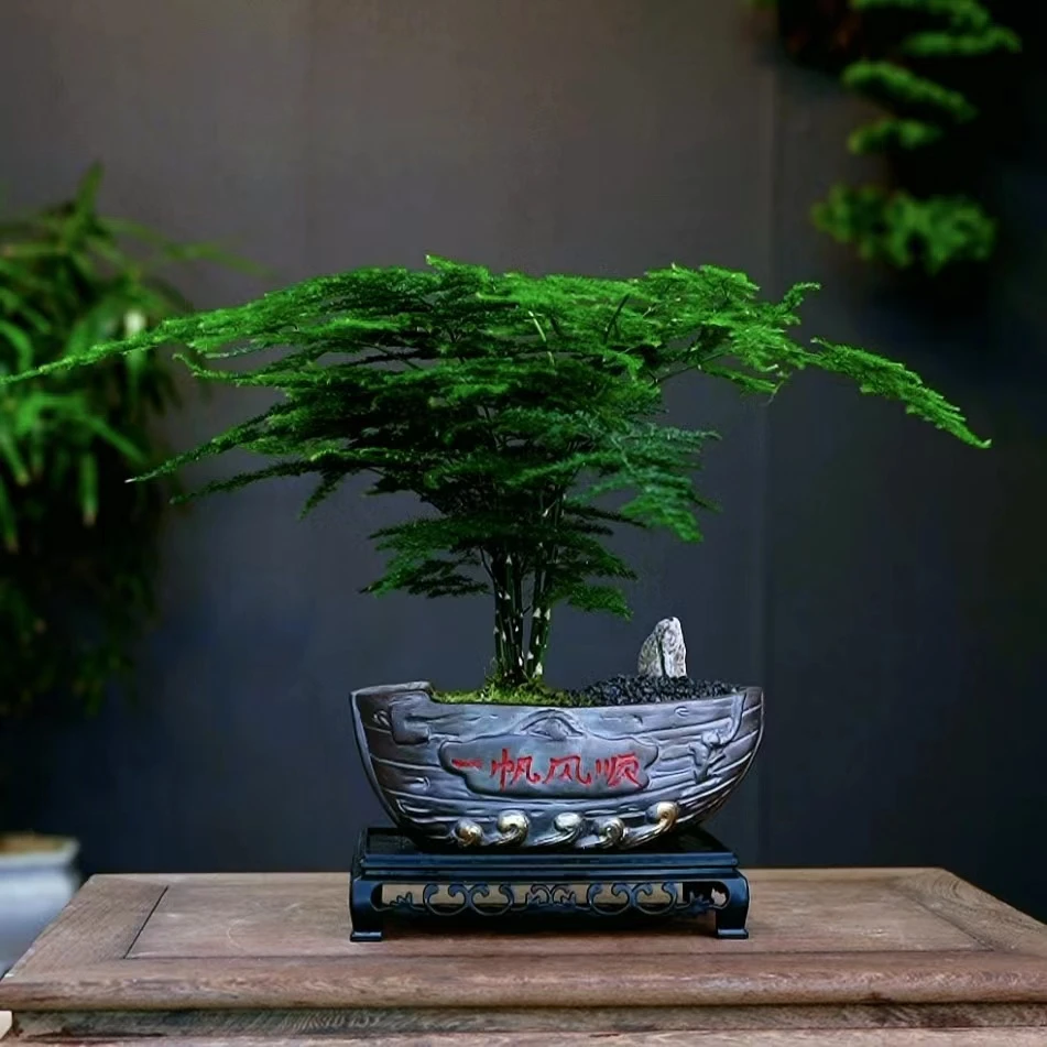 【一帆风顺】文竹盆景绿植室内好养盆栽净化空气办公室高端植物
