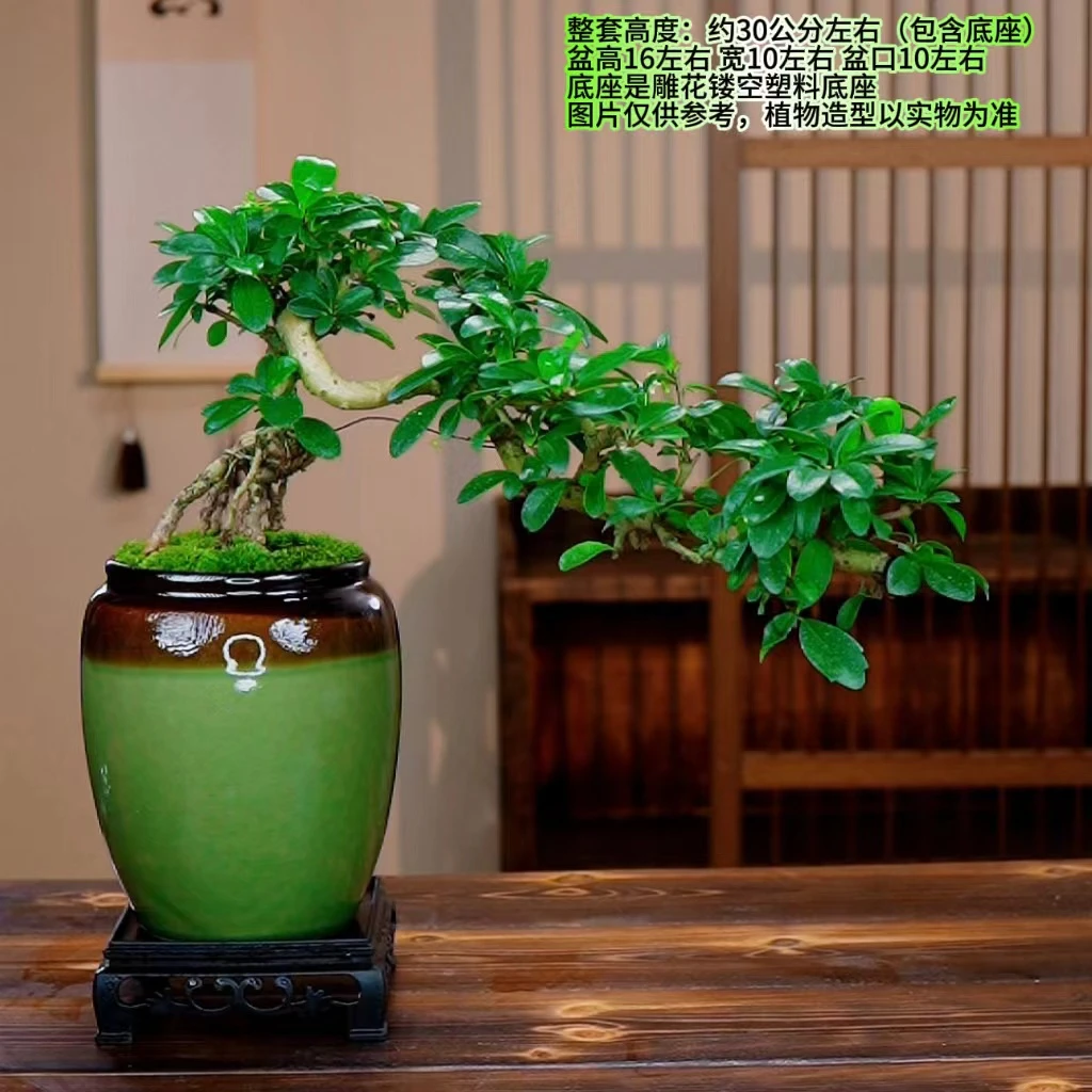 福建茶室内高端盆景飘枝造型懒人植物四季开花结果盆栽居家园艺