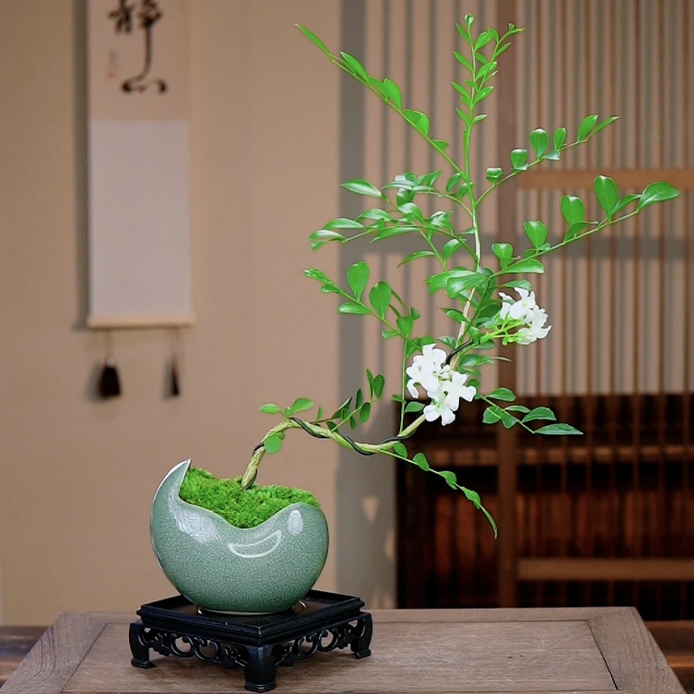 满屋飘香绿植室内香气迷人植物九里香盆栽办公室创意小盆景花卉