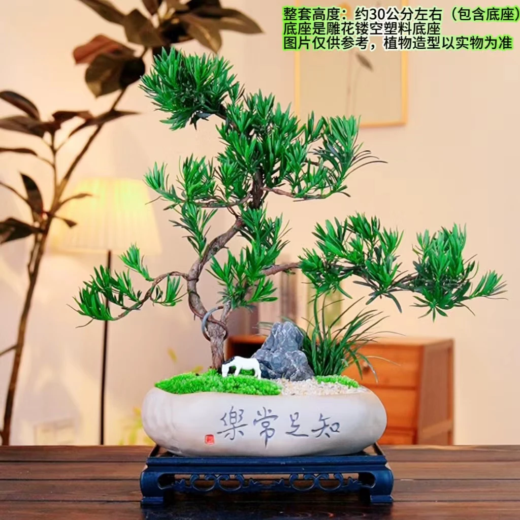 造型罗汉松室内高端创意盆景植物好养易活懒人绿植办公室高档花卉