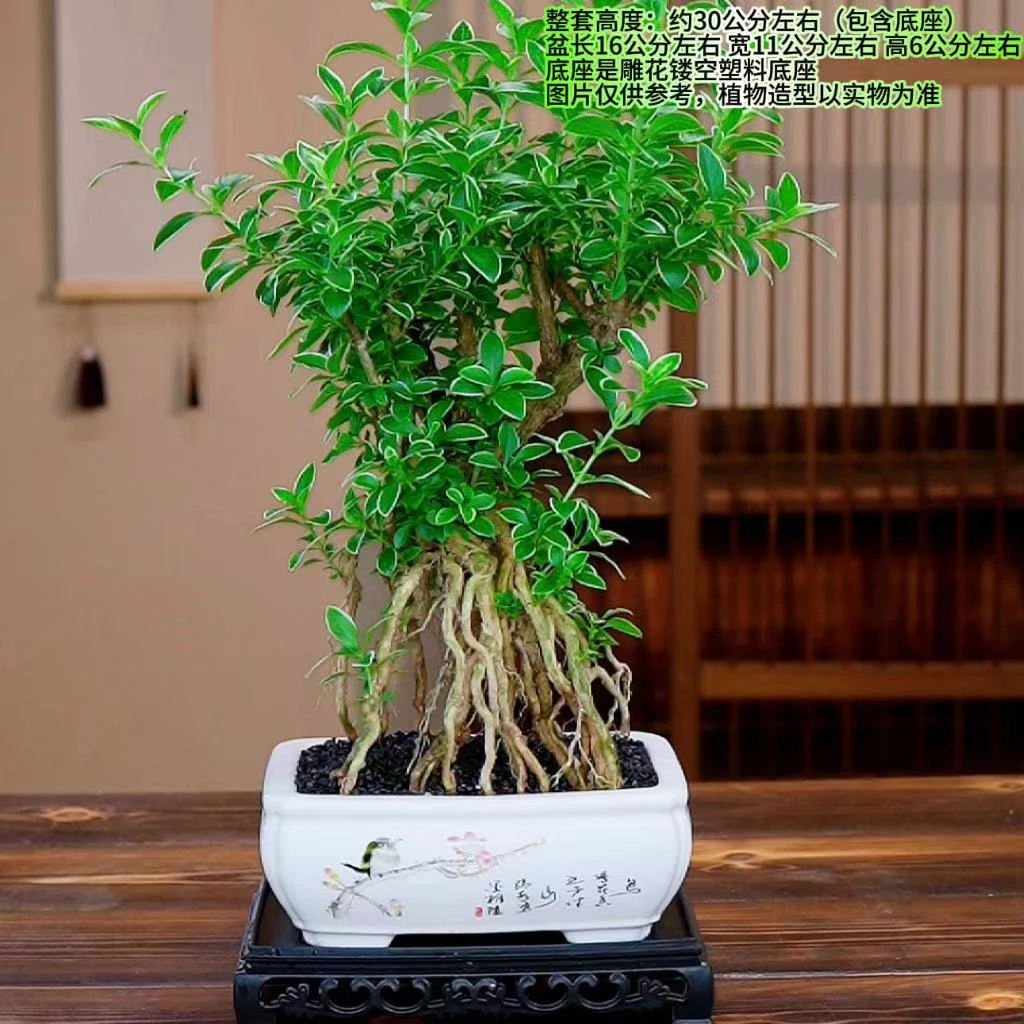 【鸟语花香】造型提根六月雪室内开花盆景居家办公净化空气绿植