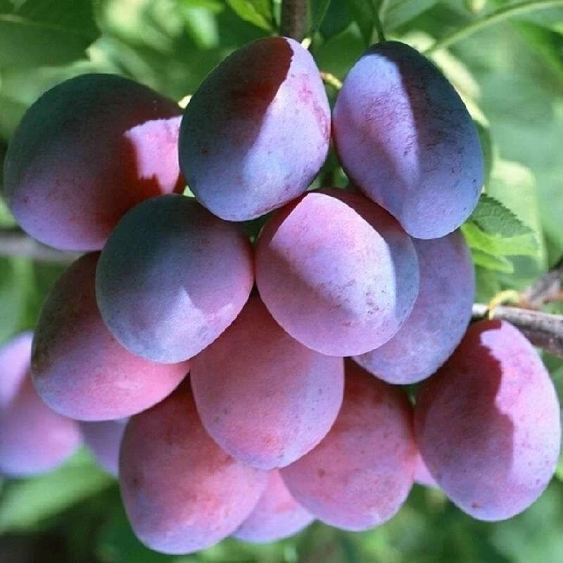 新疆法兰西西梅39.9两斤