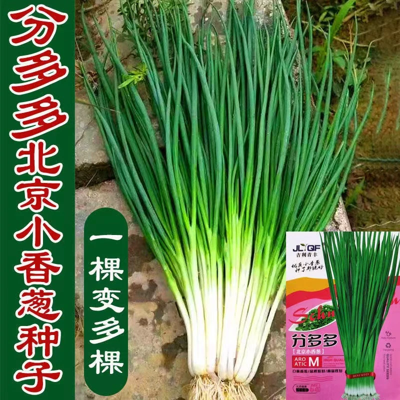 分多多小香葱种子籽四季阳台庭院分葱种子高产耐寒抗倒伏小香葱籽