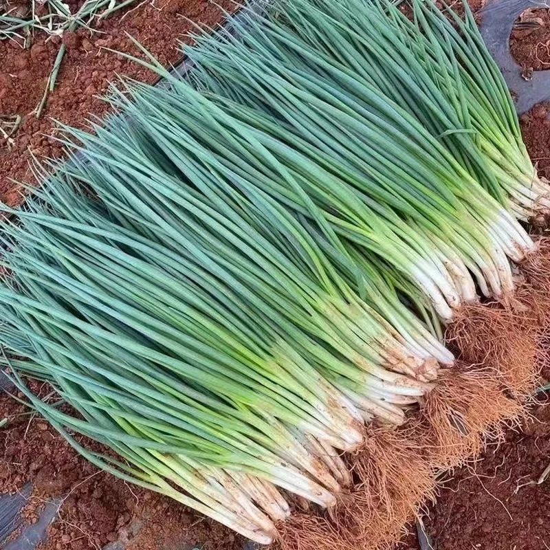 分多多小香葱种子籽四季阳台庭院分葱种子小香葱籽新手易种