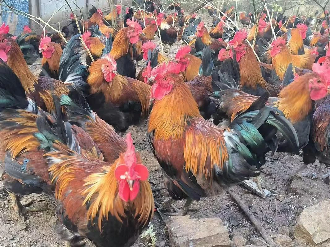 东北散养鸡活鸡大公鸡（土鸡大鹅包邮婆罗门鸡农家散养）