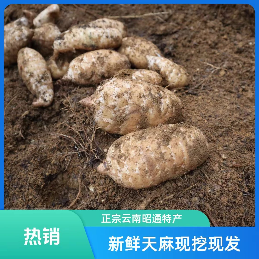 云南昭通小草坝新鲜天麻原产地带土发货煲汤