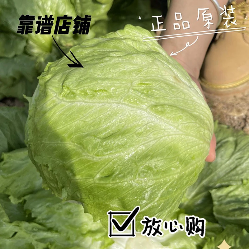 结球生菜种籽阳台蔬菜种子室内菜园懒人种植