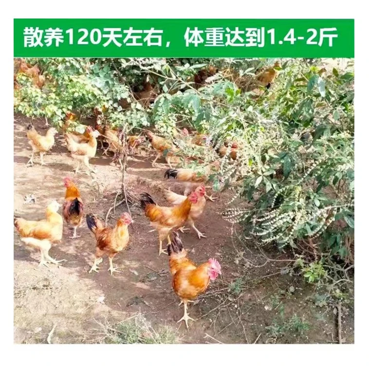 皖南散养土鸡-营养小公鸡