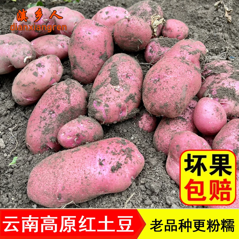 （高花青素）2025云南新鲜高原农家红皮黄心土豆5/9斤 生态现挖现发