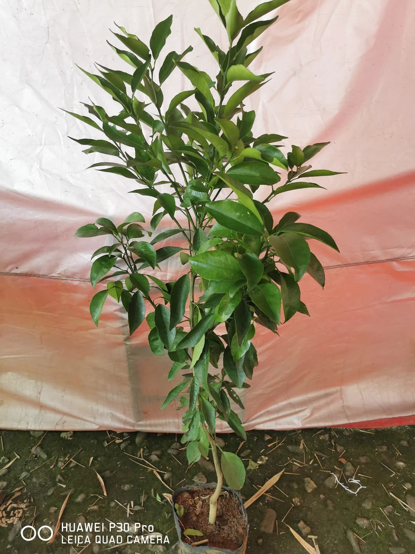 盆景,绿植各种果树老桩以及树苗等等养护耐寒种植保护土壤养活