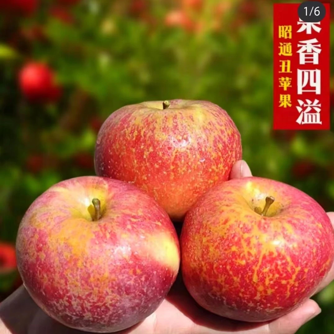 昭通原产营养发货丑苹果脆甜多汁冰糖心现摘现发5/10斤装包邮