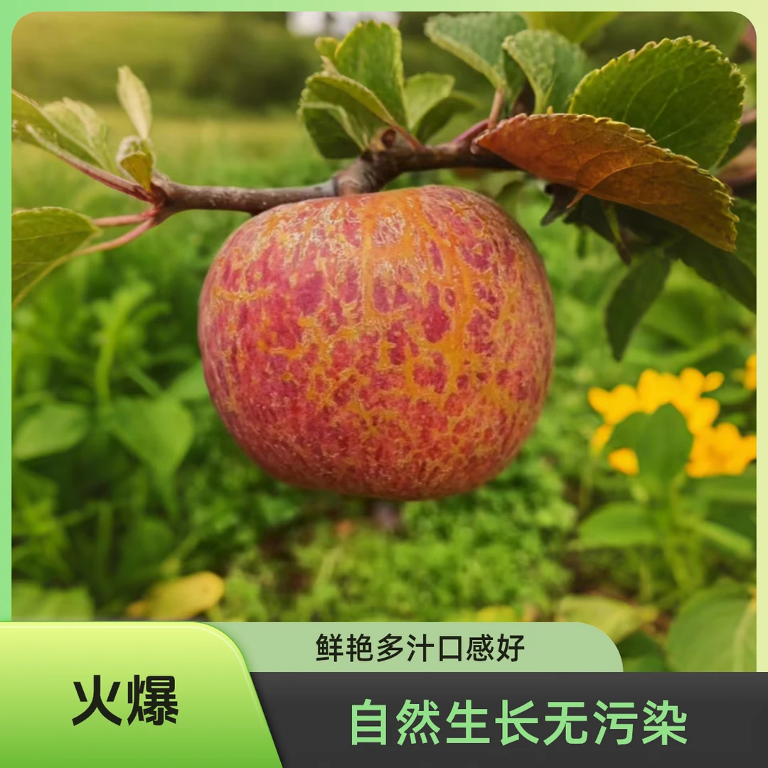 云南昭通高原冰糖心苹果新鲜脆甜多汁果香浓郁爆款水果5/9斤