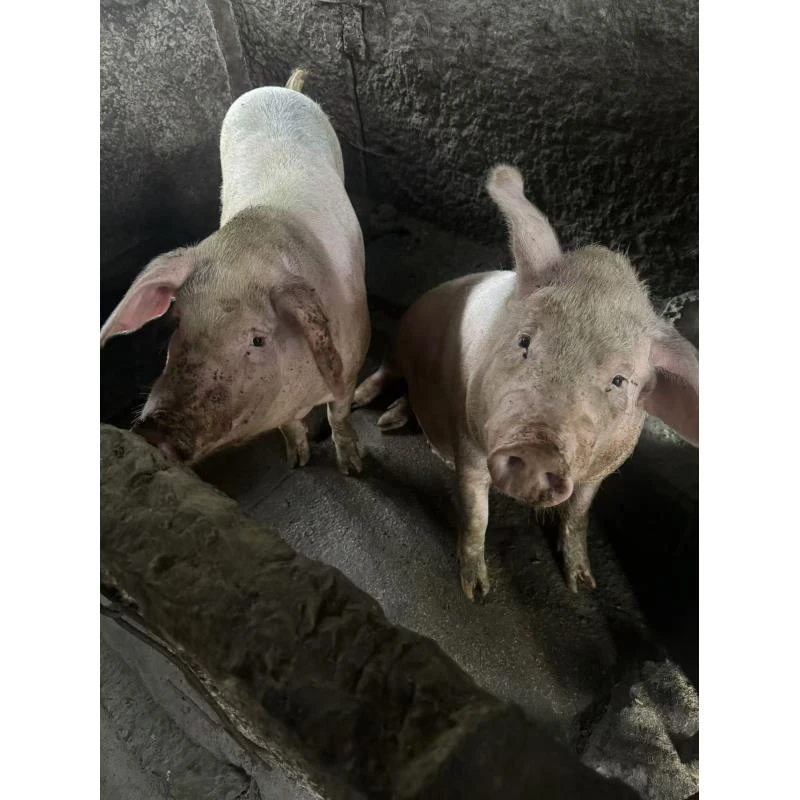 【猪肉全品改价链接②】【现场称重】恩施二妹土猪肉