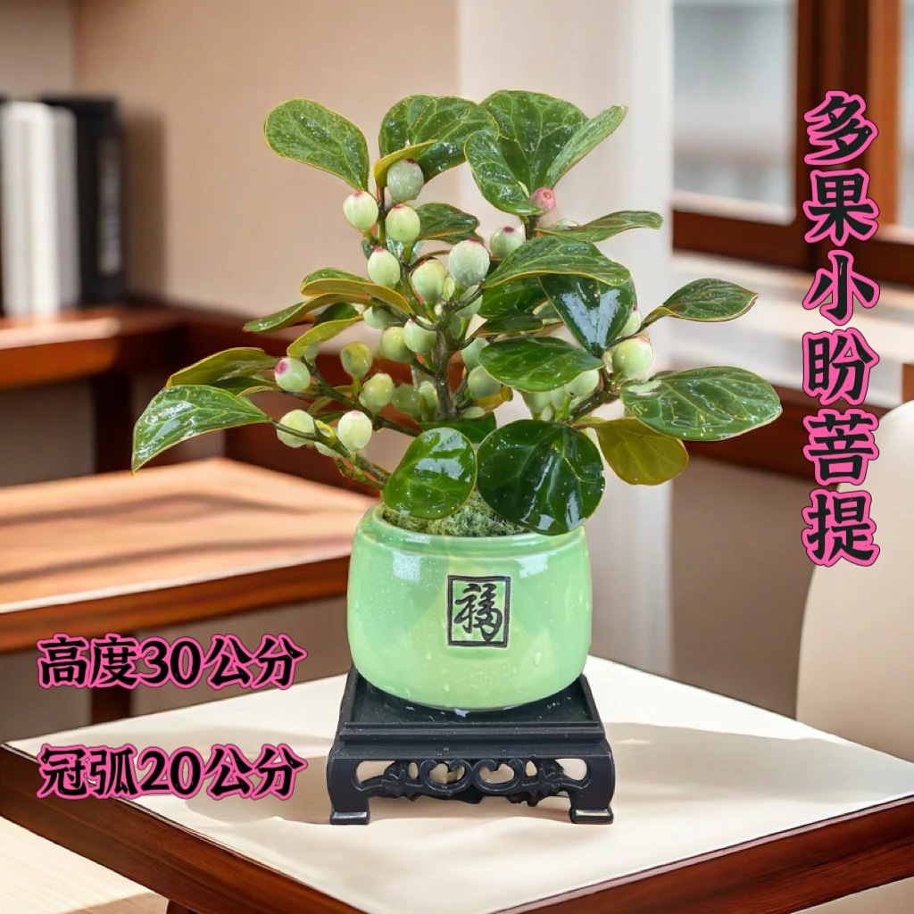 多果小盼菩提室内盆栽茶桌办公桌花卉绿植好养盆景微景观