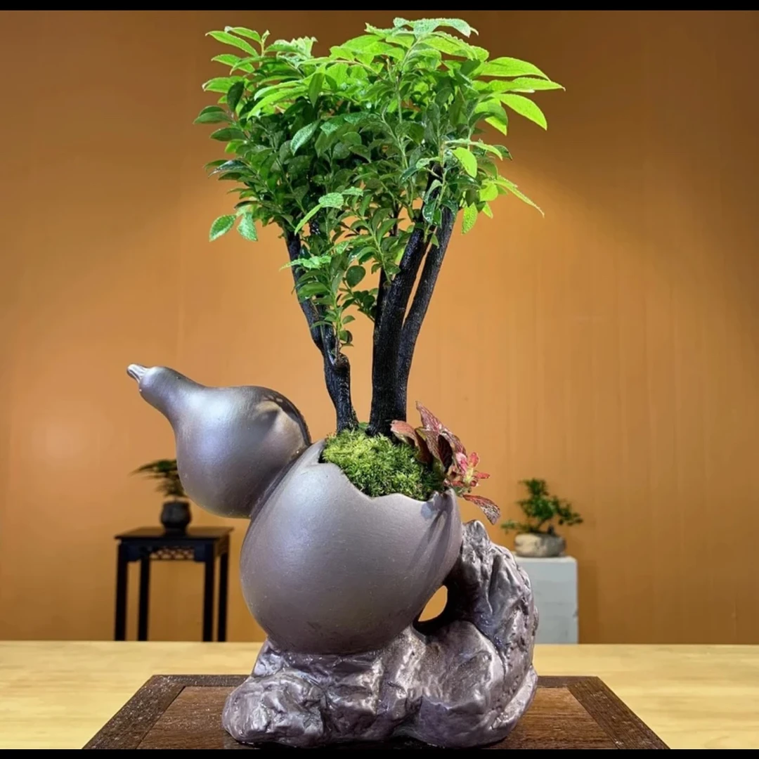 丛林小叶紫檀盆栽室内好养易活书桌茶桌办公桌禅意花卉绿植盆栽