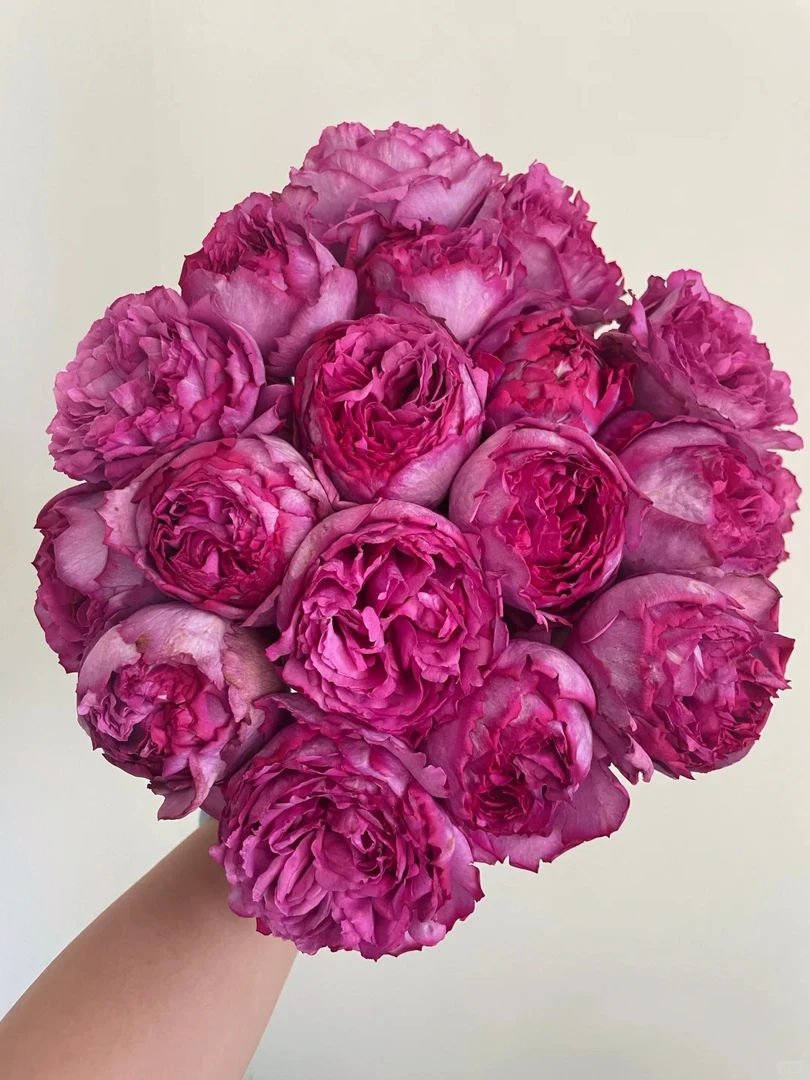 【伊芙伯爵】云南鲜花基地直发鲜切花玫瑰