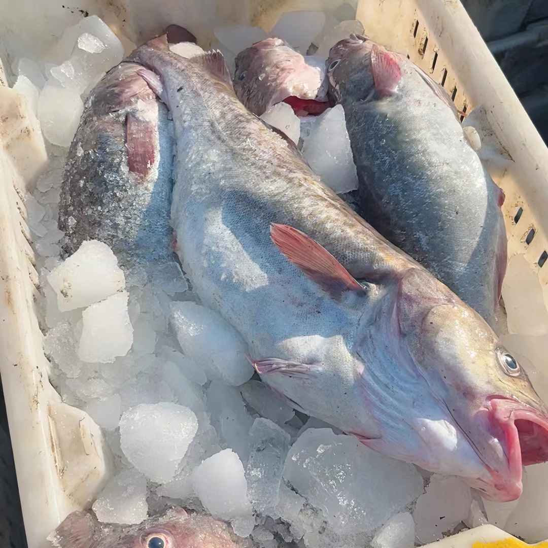 野生鳕鱼  新鲜度好 整条发货 顺丰包邮