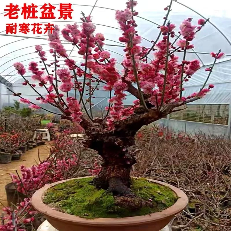 朱砂梅盆栽红梅乌梅老桩盆栽花卉室内花卉四季梅花耐寒好养植物