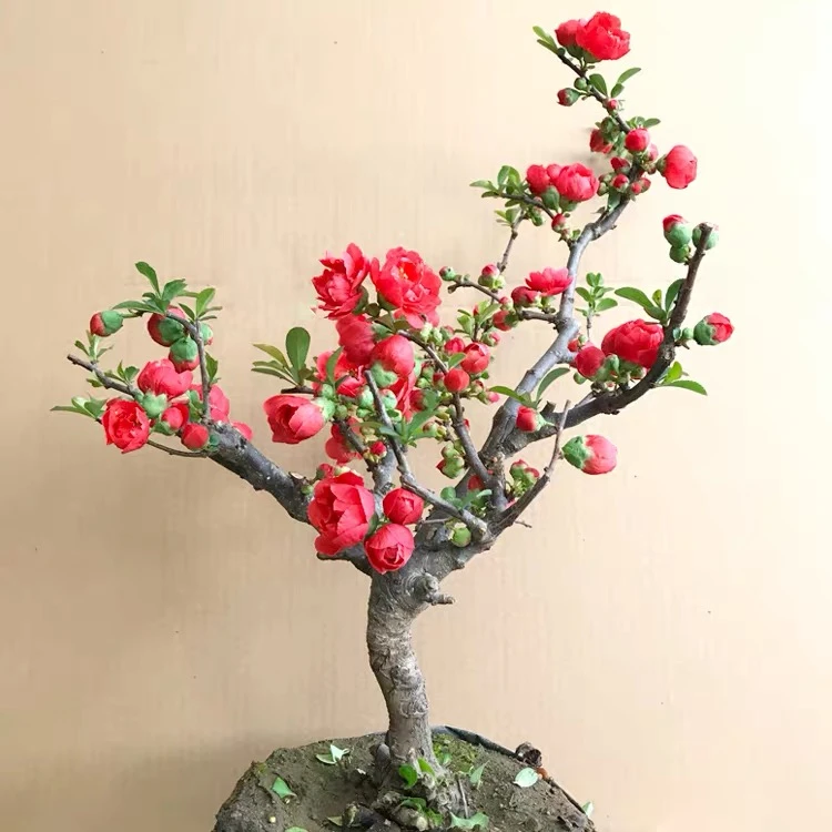 海棠花盆栽长寿冠花卉室外植物室内好养花卉盆栽