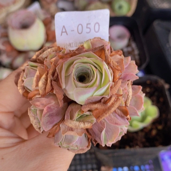 山地玫瑰粉紫色捧花050