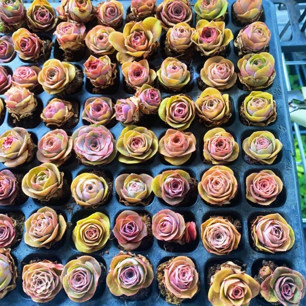 山地玫瑰新品粉彩精灵高端品种小苗2棵尝鲜特惠