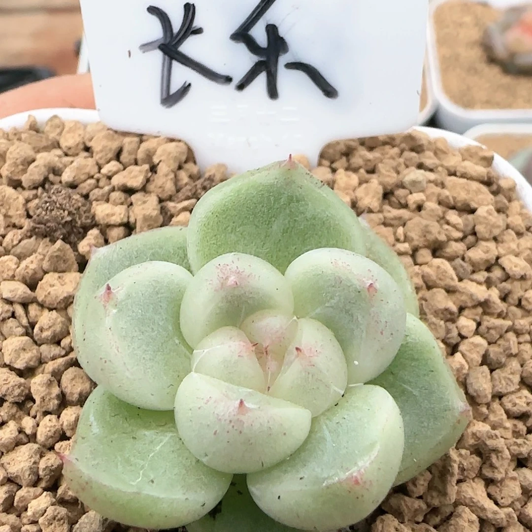 吉品植多肉植物珍妮长乐