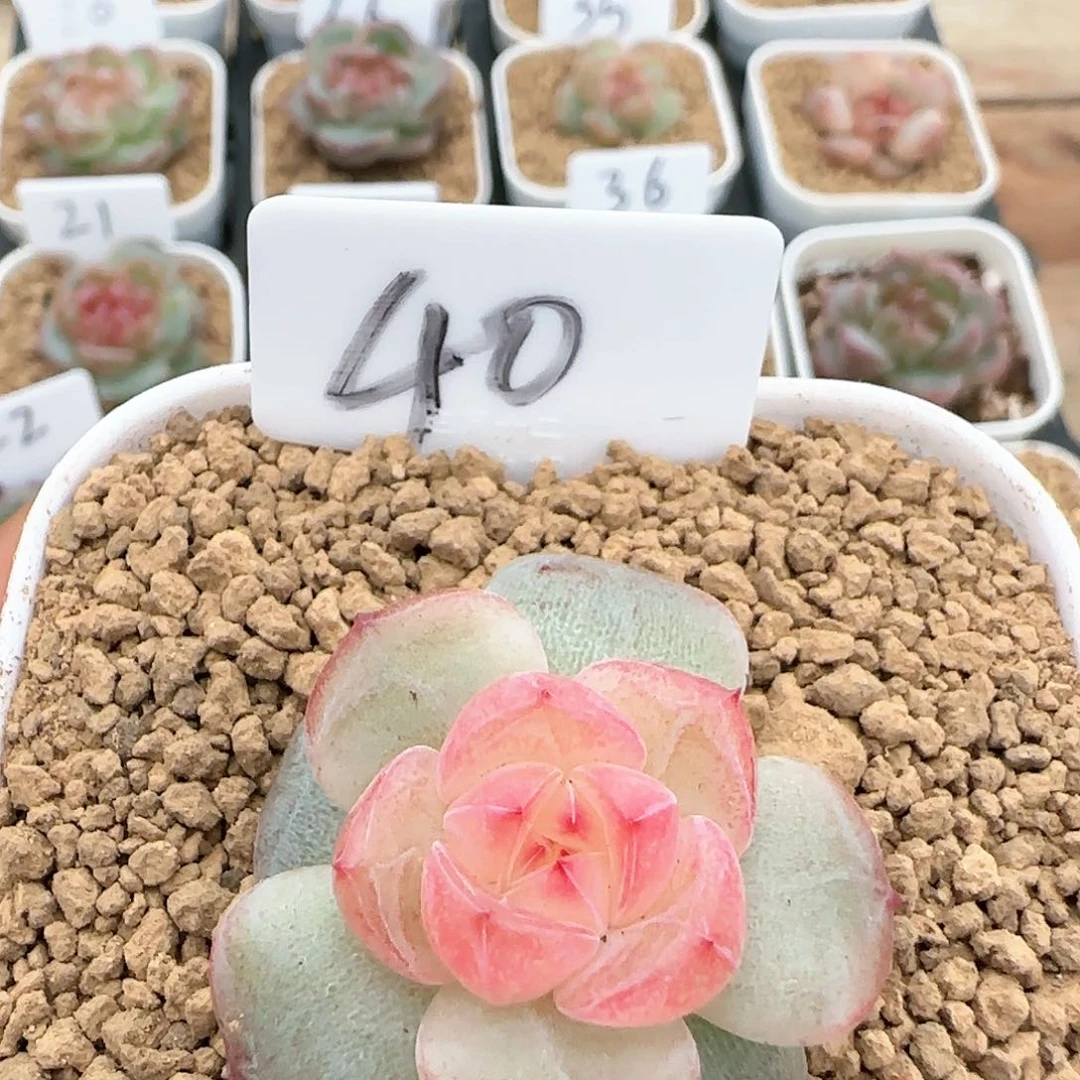 吉品植多肉植物珍妮40