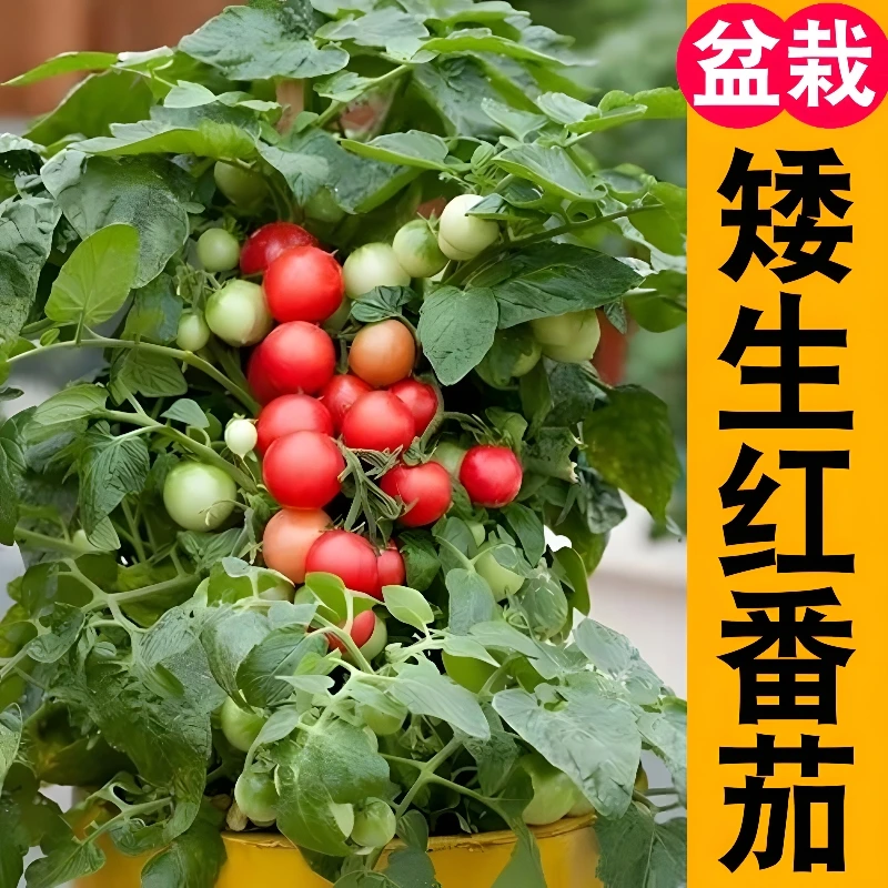 矮生红黄番茄苗 高产春播西红柿苗黑色蔬菜苗秧苗阳台盆栽