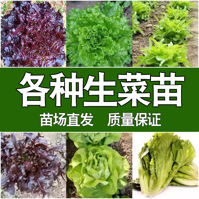 【直播专享】各种生菜苗 蔬菜苗青紫叶冈山速生绿紫雀奶油菊苣苗秧