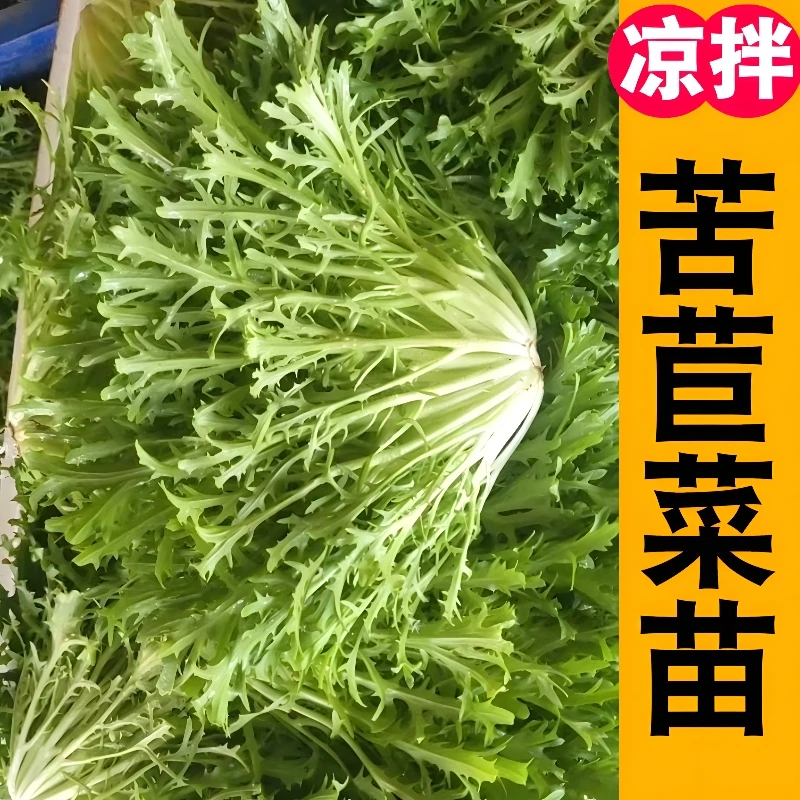 苦苣苗秧种子春秋蔬菜四季盆栽带土苦菊奶油紫皱绿红紫咖啡生菜籽