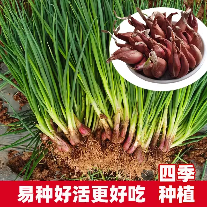 红火葱头四季小香葱种头四川葱种种籽小葱头红葱本地火葱种植物