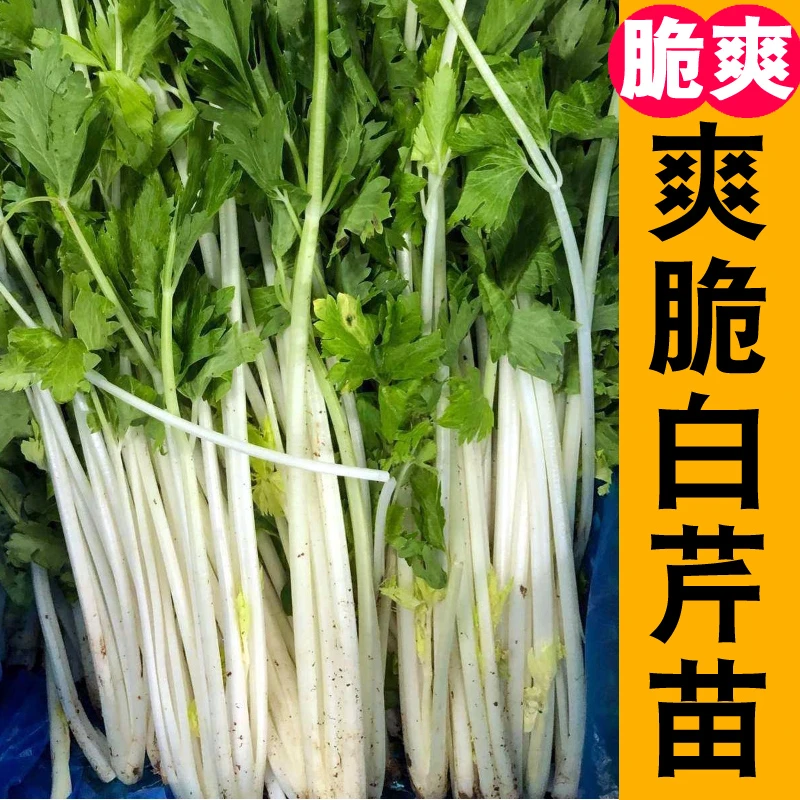 【寿光白芹苗】香芹根芹红白芹秧苗南北方阳台盆栽种蔬菜种籽苗