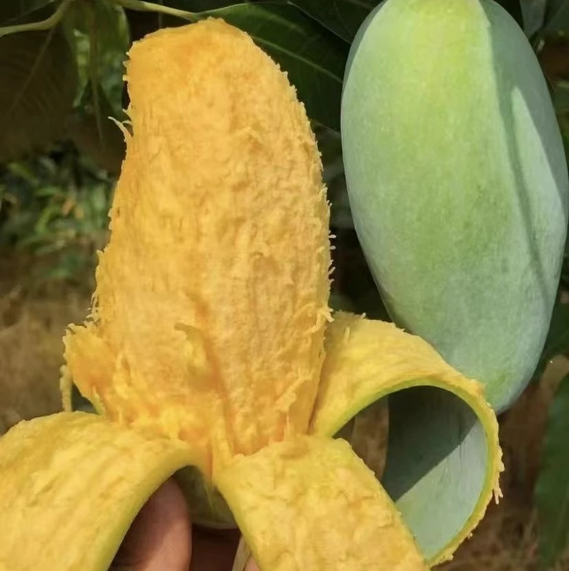 3斤中桂七