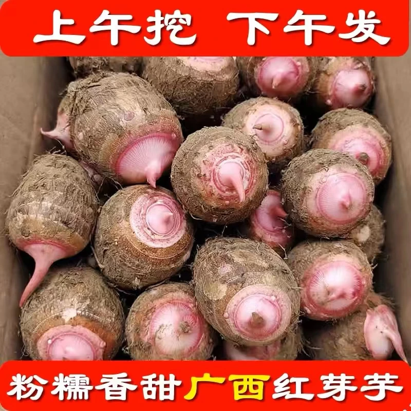 广西红芽山芋3斤/5斤新鲜现挖本地小香芋圆软糯香甜滑农家自种