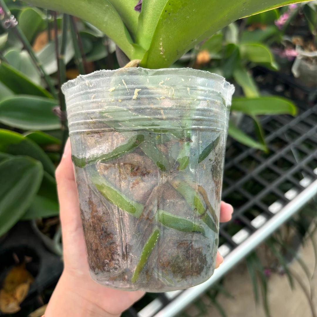 蝴蝶兰【大辣椒花后苗】3.5寸杯