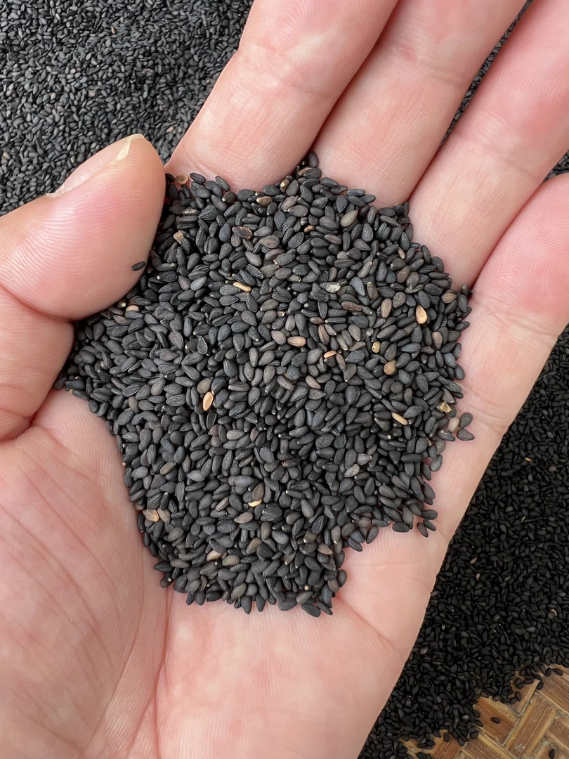 高州本地之麻1斤2斤包邮