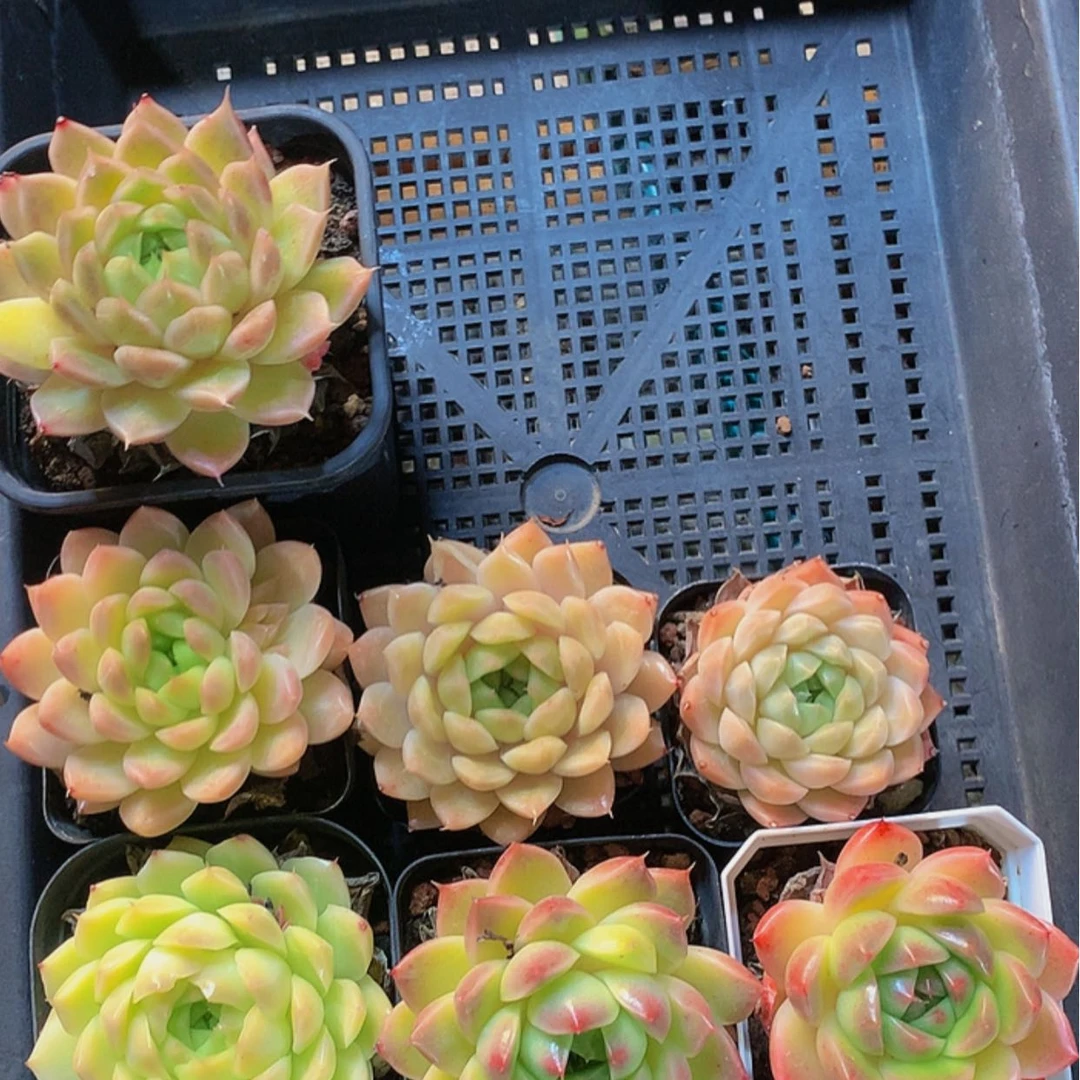 【闪购商品】奔****圆11.6 韬85