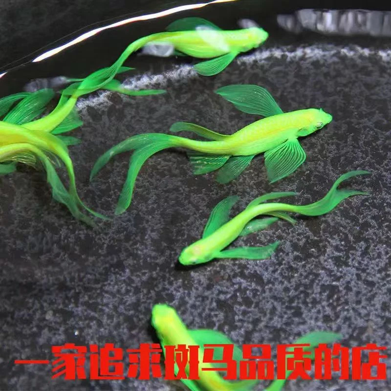 观赏鱼绿翡翠蝶翼斑马饲养水族发货活体养殖