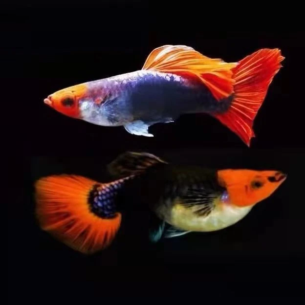 观赏鱼深海蓝贵族孔雀鱼小型活体胎生热带观赏鱼饲养发货养殖水族