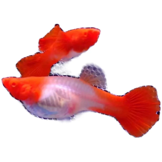 观赏鱼鸿运当头孔雀鱼养殖活体小型热带观赏鱼饲养水族发货