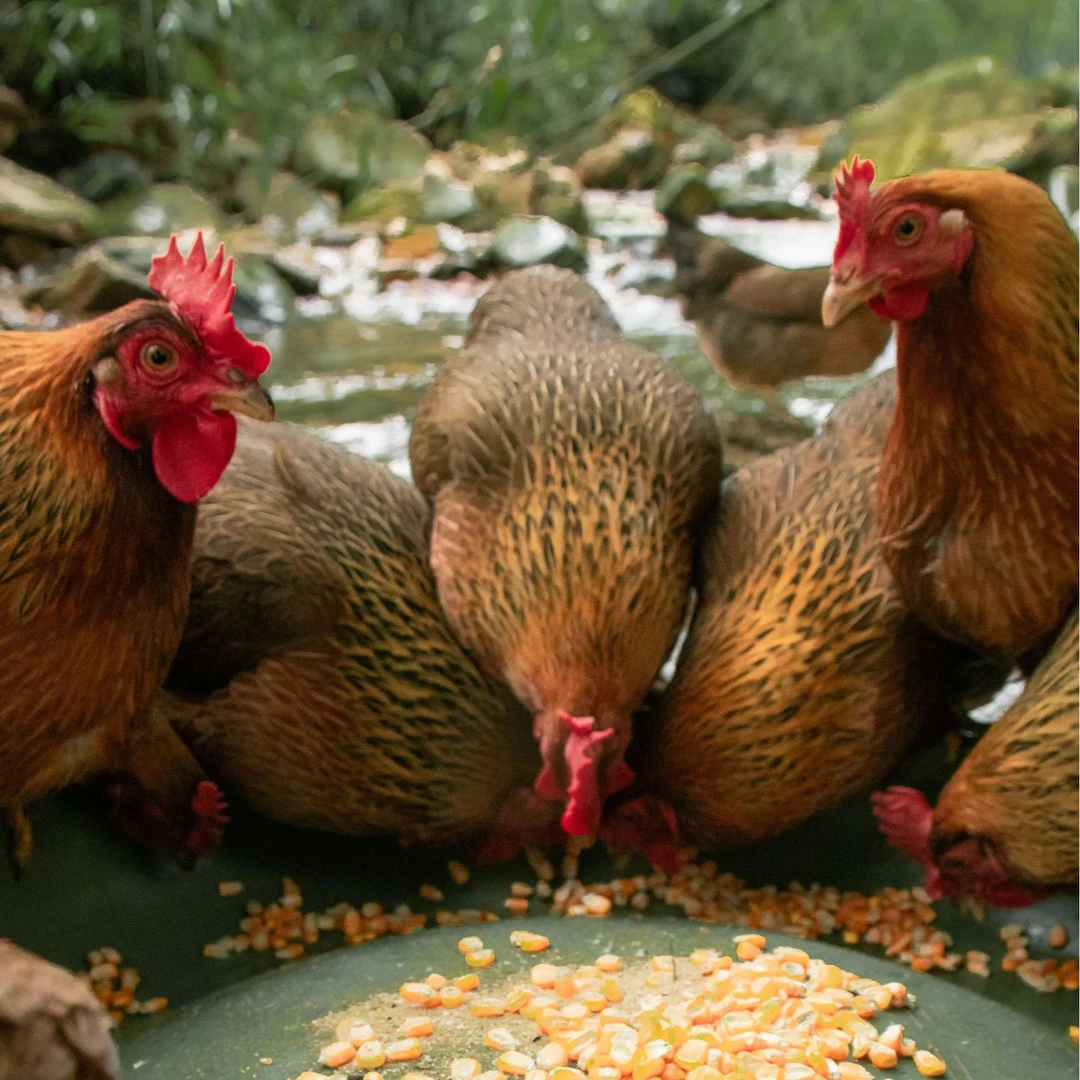 [清远鸡项2只]清远1号麻鸡饮山泉吃五谷 源产地广东清远发货/包邮