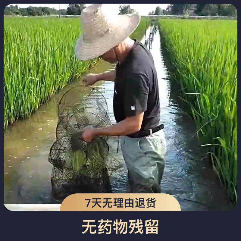 虾稻香米新米香甜软糯生态晚稻米优质香米