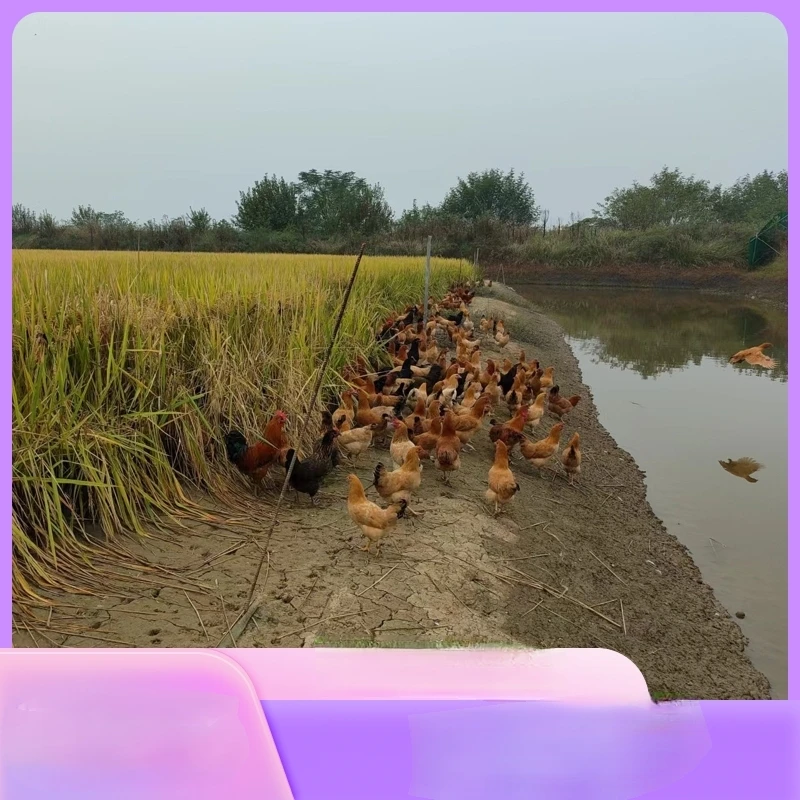 溏溏绿品农村生态散养土鸡跑步鸡江汉土鸡五谷杂粮喂养黄油土鸡