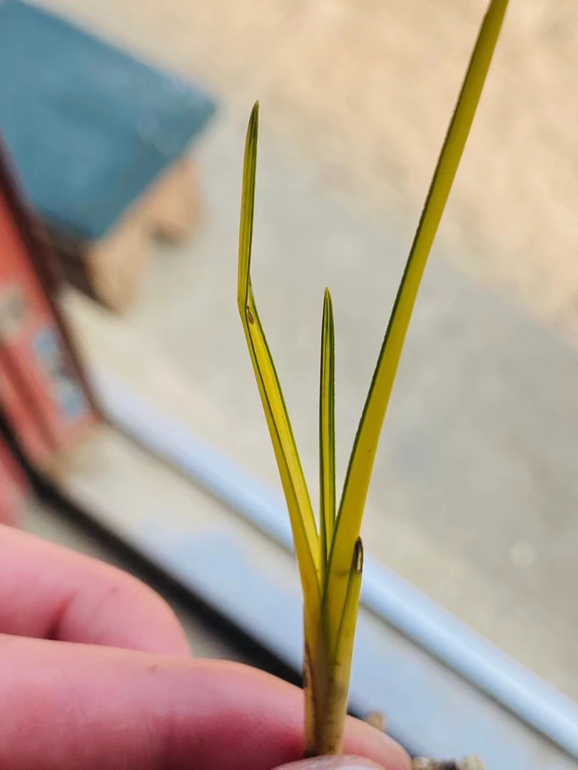 蕙兰新品（500元----5000元付款入口）满百包邮