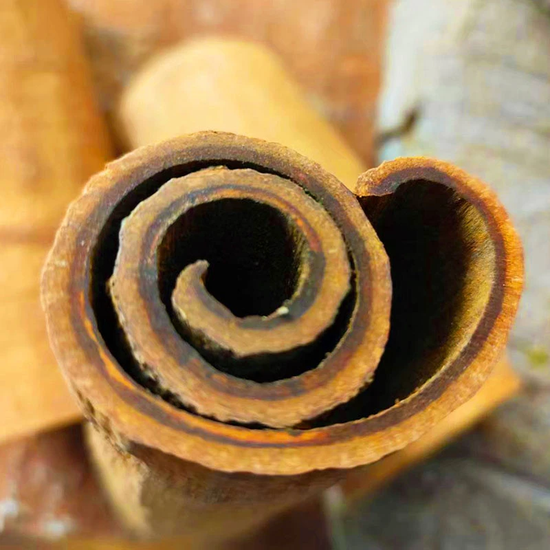 一物一拍 高油紫油桂桂皮老树肉桂