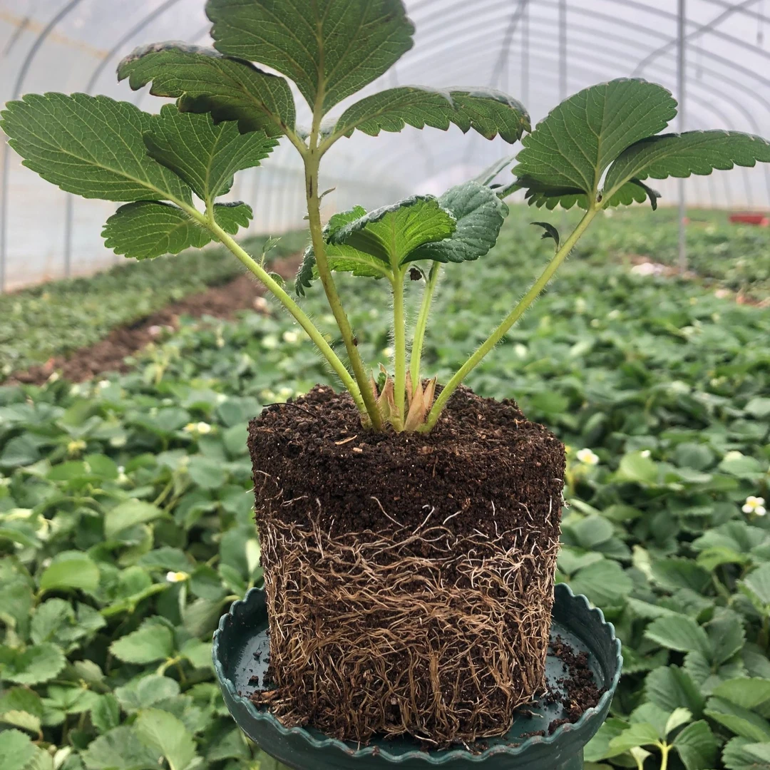 梦之莹青山盆发货