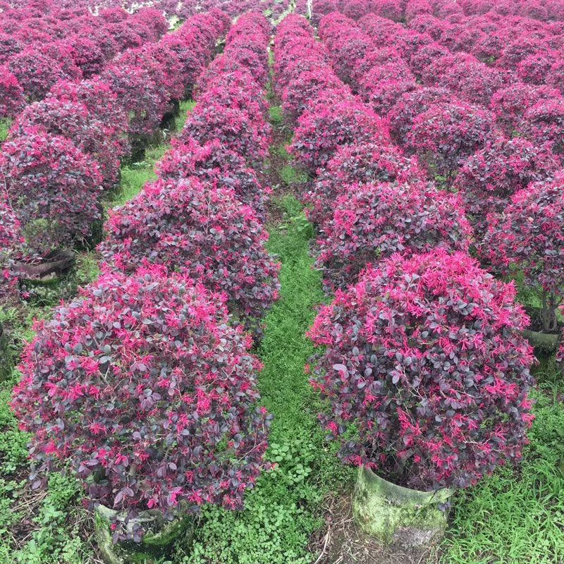 红花继木树苗庭院花卉植物树苗绿化小苗红叶彩色盆景绿化工程苗