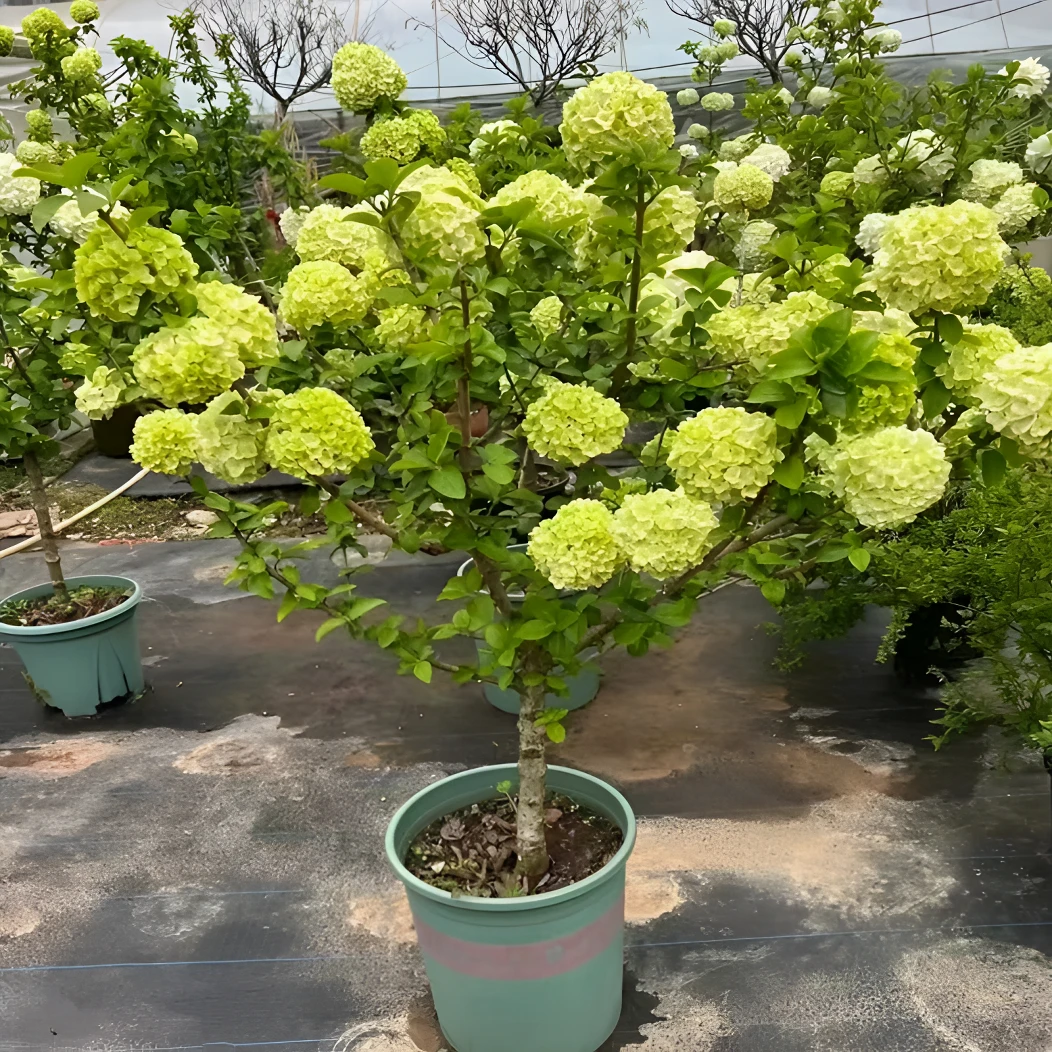 【基地现挖现发】中华木绣球树苗大花斗球庭院绣球花耐寒耐旱树